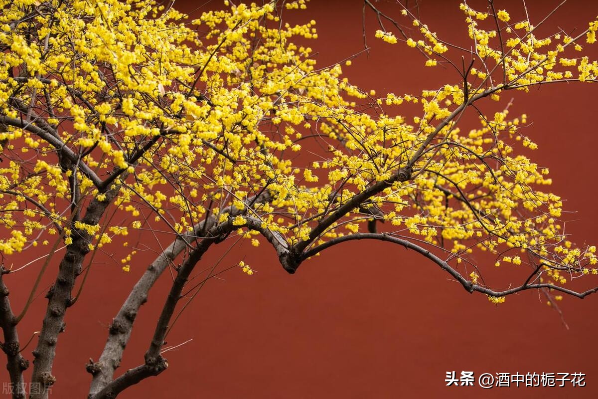 未来三天财运爆棚的三大生肖,财库大开运势吉星加护四大生肖