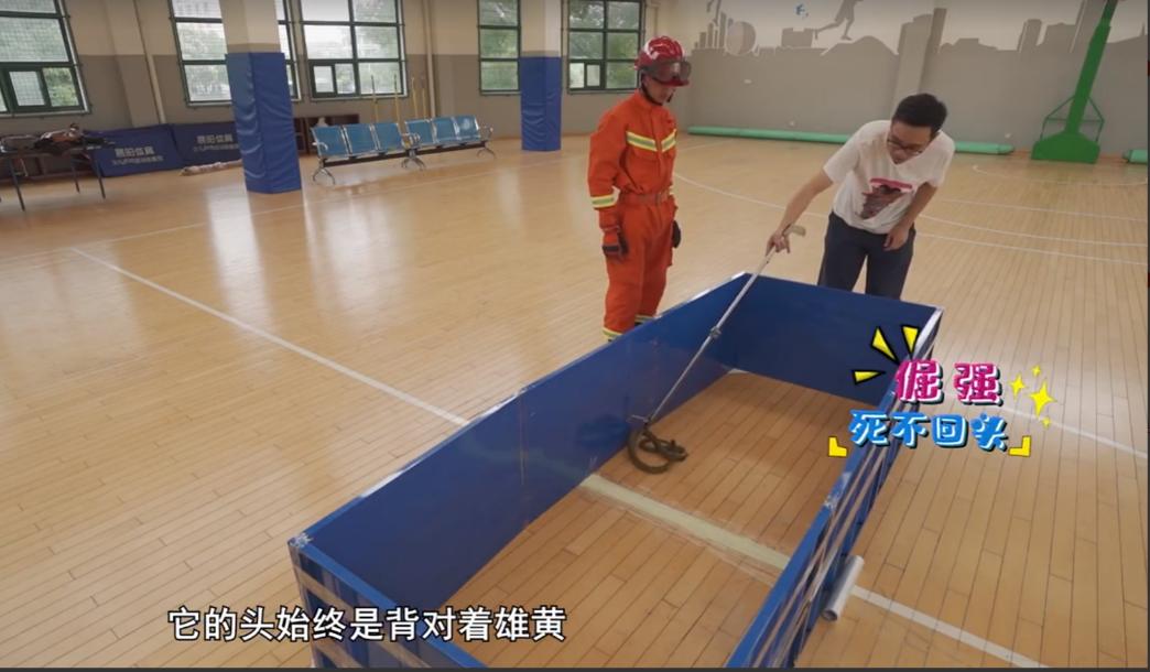 蛇最怕的是雄黄还是牛黄,蛇最怕雄黄的克星