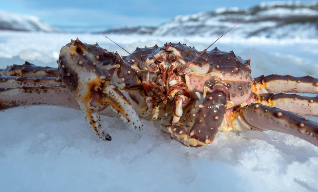 帝王蟹在挪威泛滥成灾,帝王蟹为什么在挪威泛滥