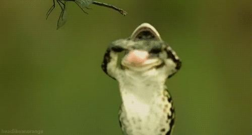 舌头是最强韧有力的肌肉，为什么人类不进化出用舌头打架？