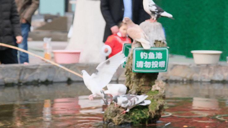 红山动物园亏损3千万网友很着急,近两年疫情原因导致亏损如何翻身