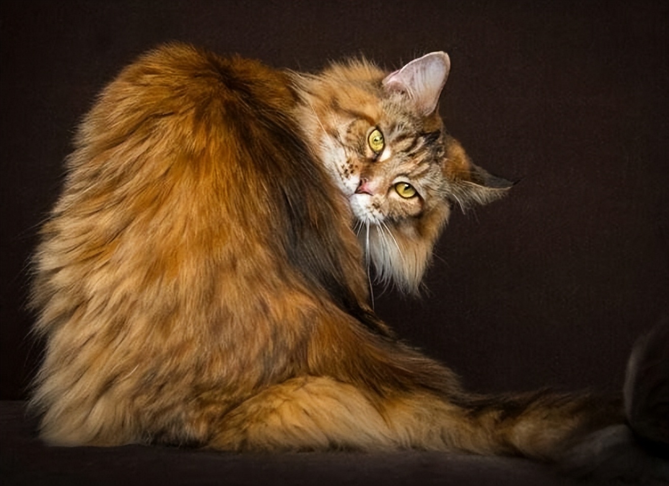 缅因猫最便宜多少钱一只,缅因猫最便宜多少一只