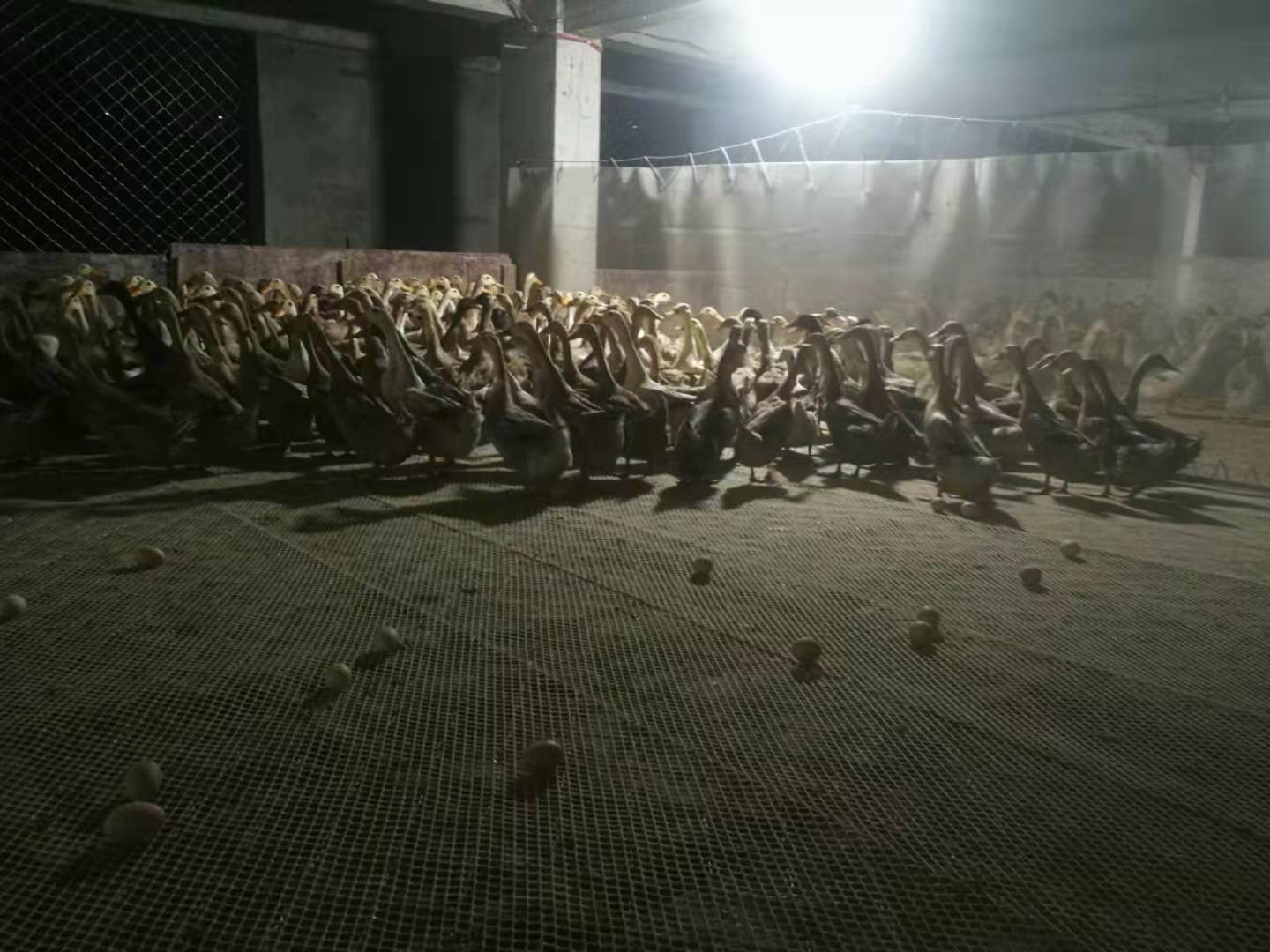 养鸭怎么养才能养好,养小鸡怎么养