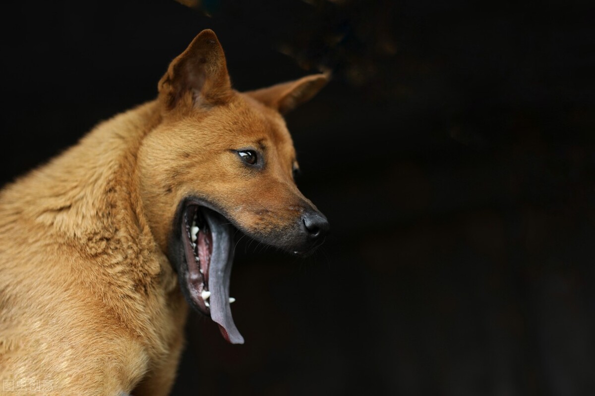 狗头落地是什么原因,狗头落地三年不吉利