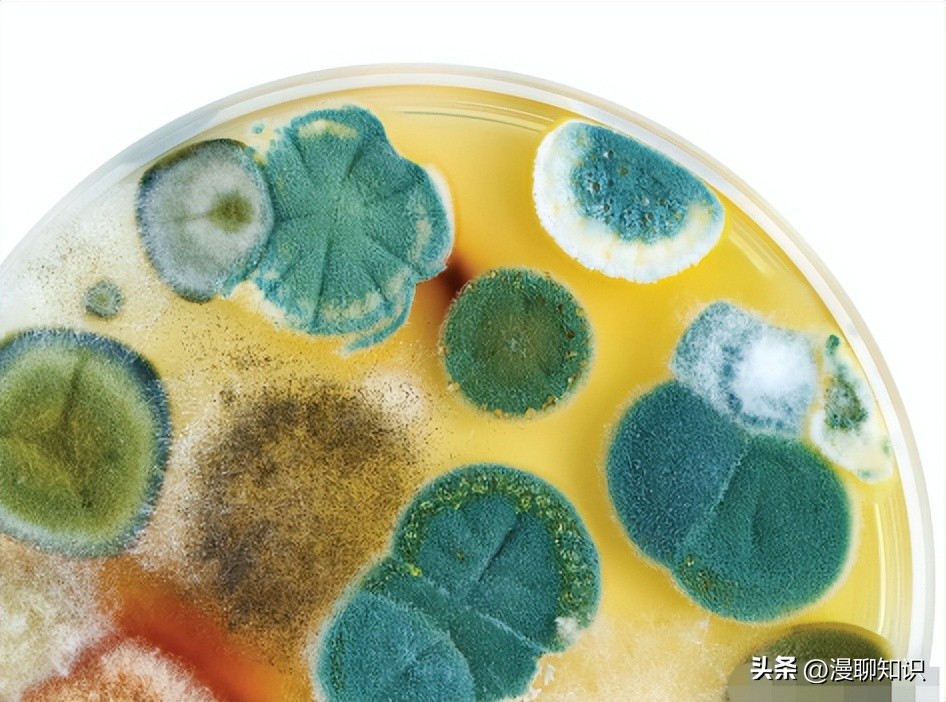 生物膜有害吗,生物膜有什么用