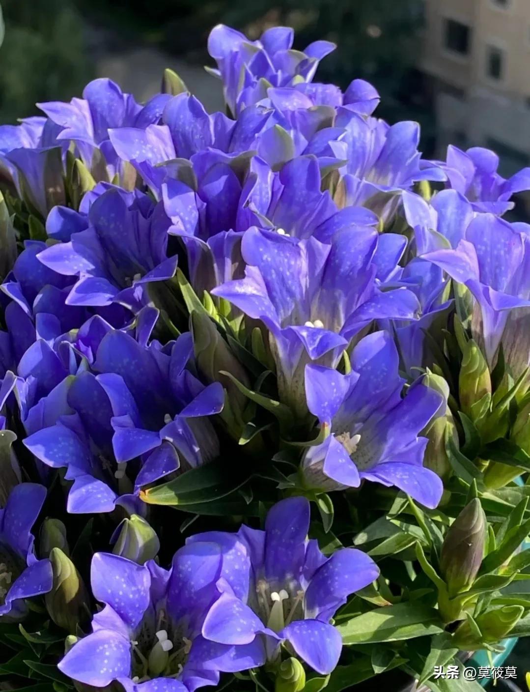 贵州省的省花叫什么名,贵州各个县的县花