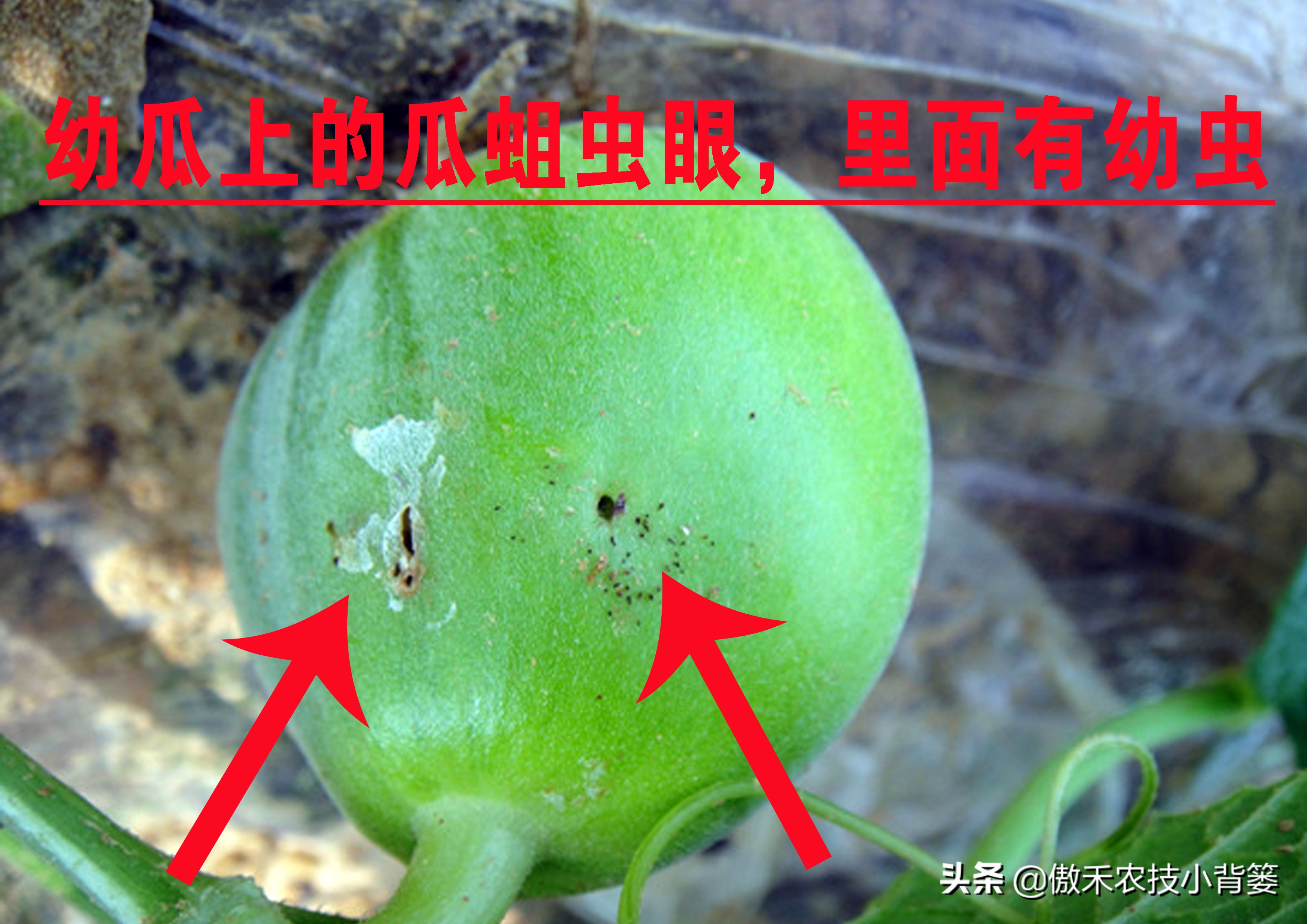 预防瓜果被虫咬的方法,瓜果有虫用什么药物