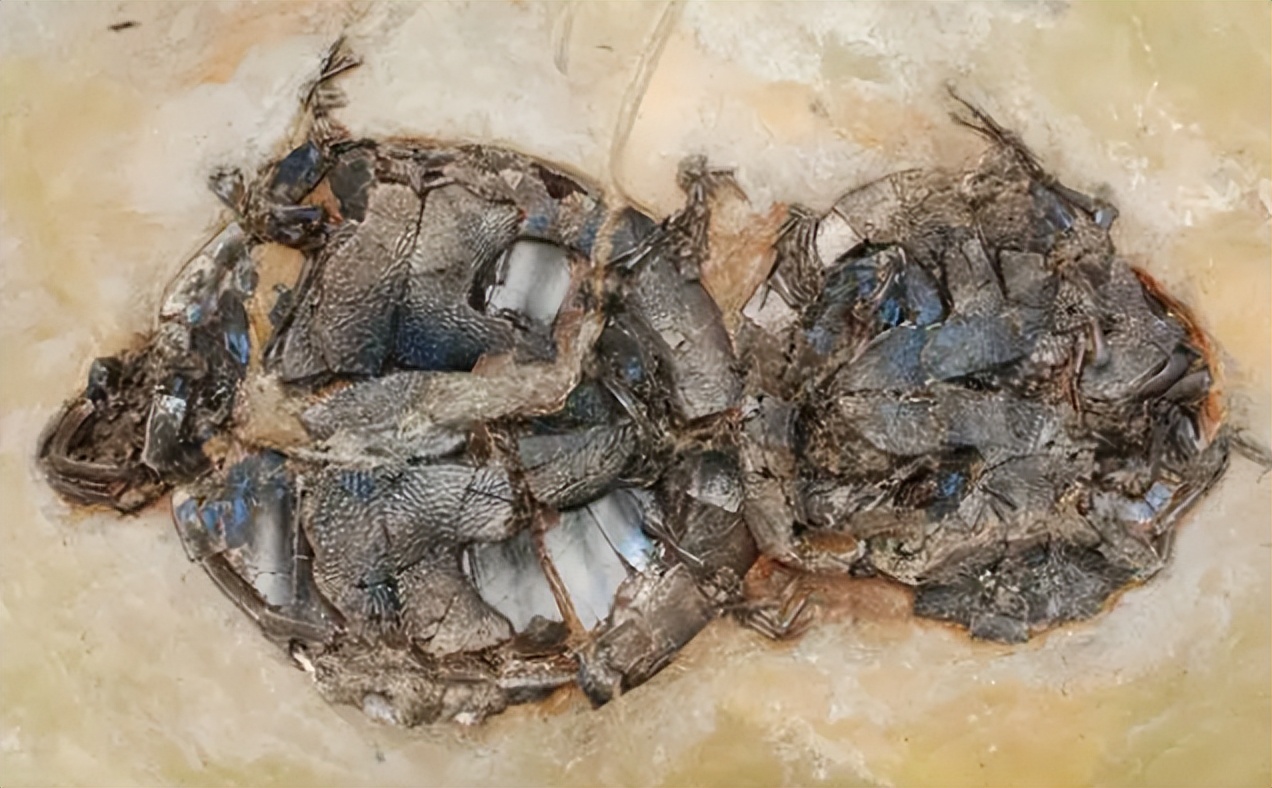 各种古生物化石图片,神秘的地球古生物昆虫化石