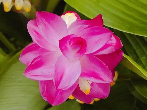 姜荷花-花大色艳,叶革质常绿,是观花观叶兼备的热带球根花卉