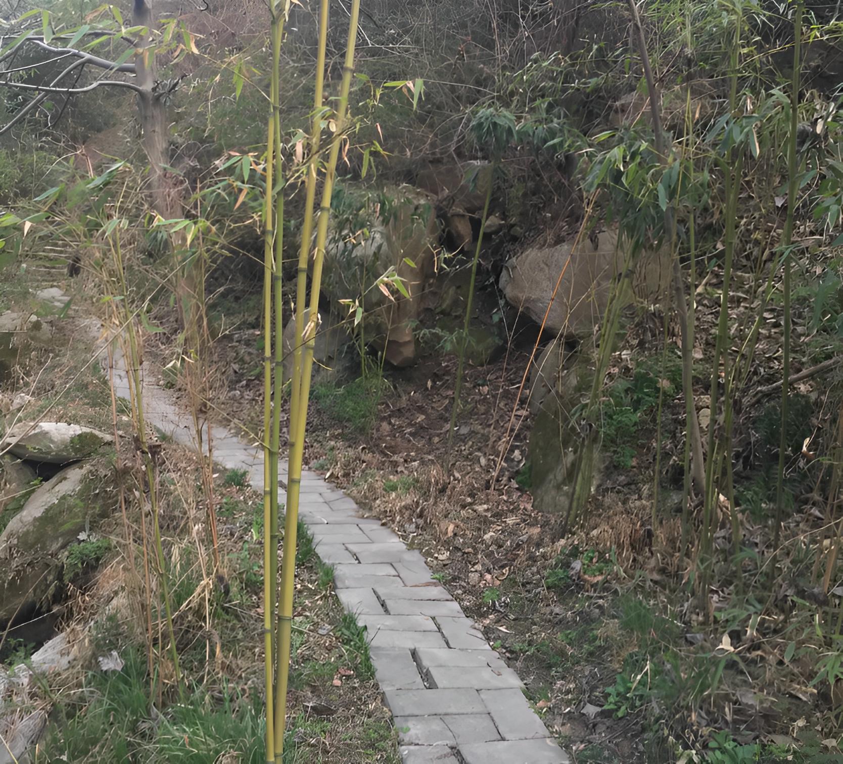 坟前有竹必迁坟,坟前两物子孙难富是哪两物