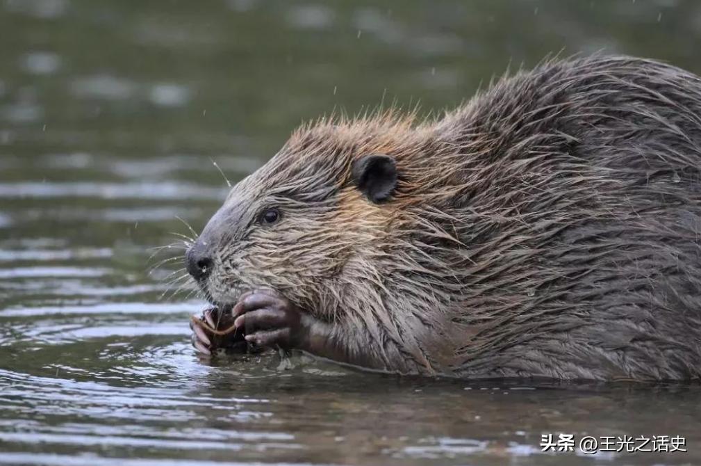 英语独霸,英语霸权有多强大