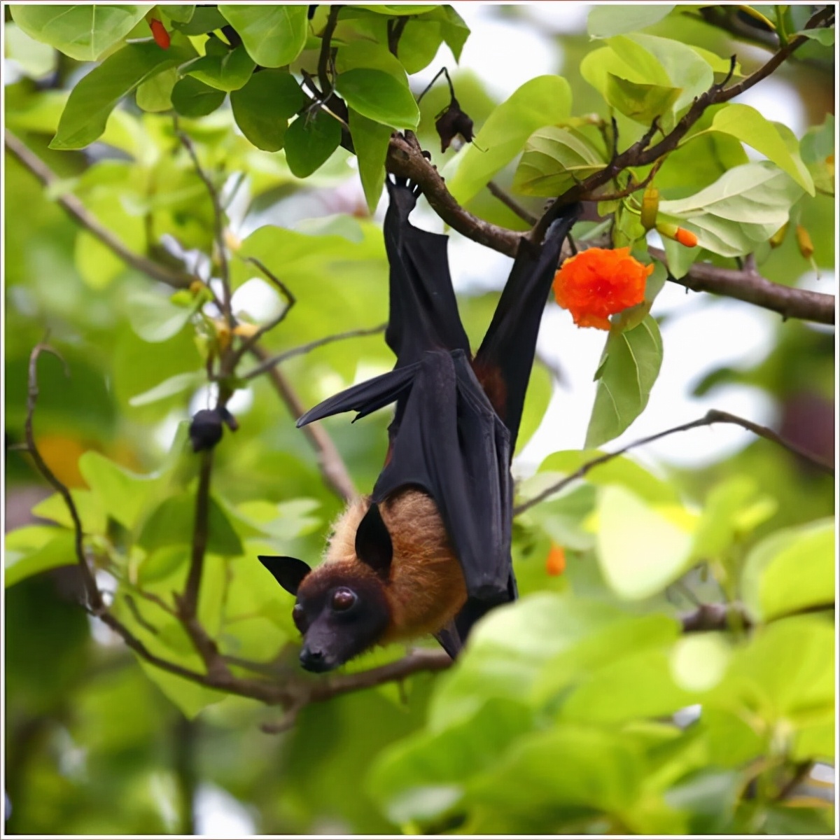80个神奇的真实照片，不高兴的狗子，崎岖的铁路，倒立劈叉拉筋