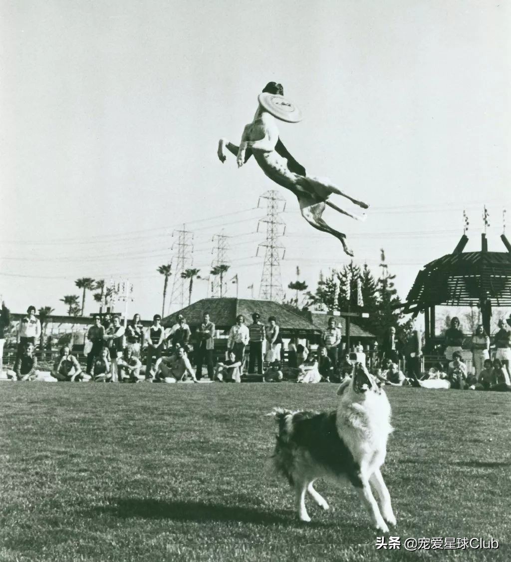 惠比特犬夜猎兔视频最新,惠比特犬猎兔视频国外