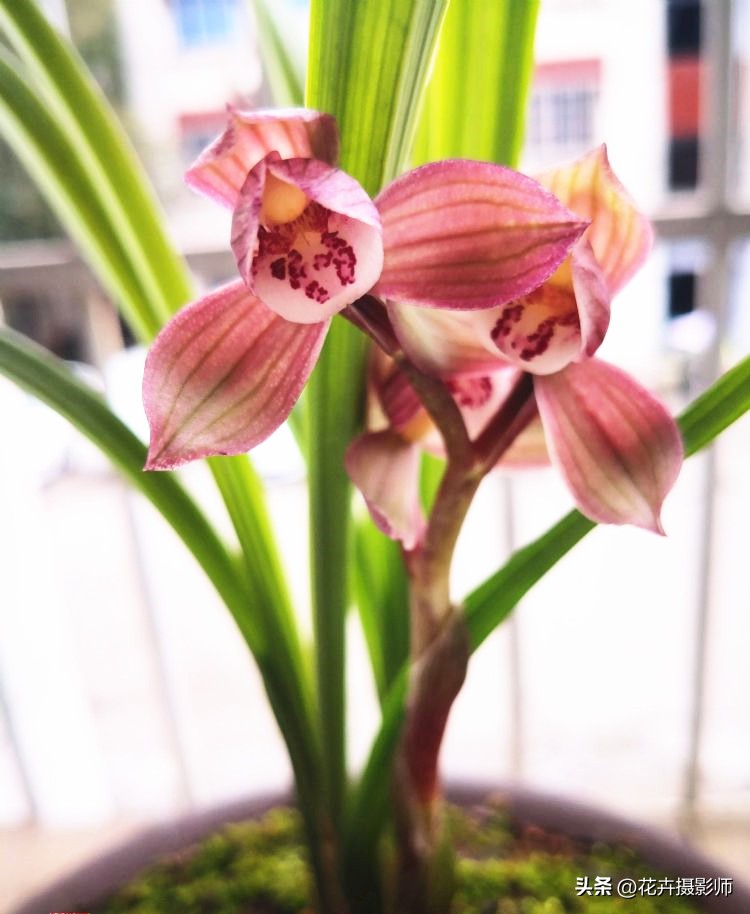 它被誉为是“荷瓣之王”，姿态娇媚，香气迷人，是春剑中天花板