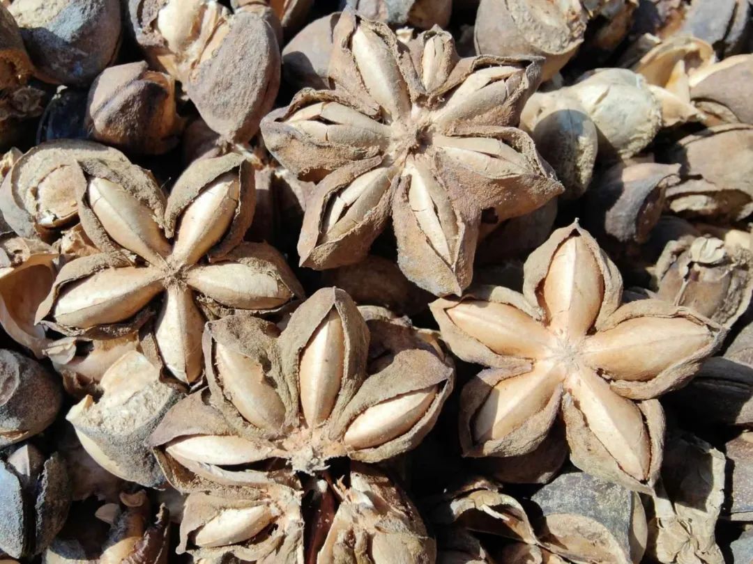 乡村振兴乡村美农民富,乡村振兴小小食用菌托起致富梦