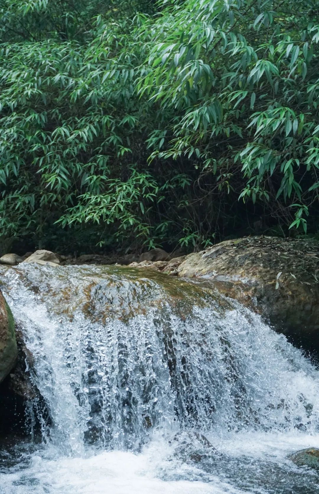 1.5h刹拢！被誉为川版“花城”，这个宝藏好耍地美得不像话