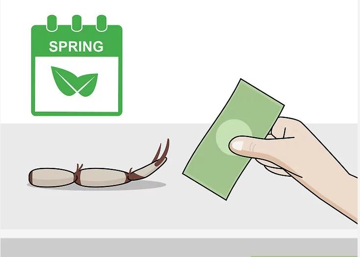 怎么种植莲花盆栽,如何种植莲花芋头