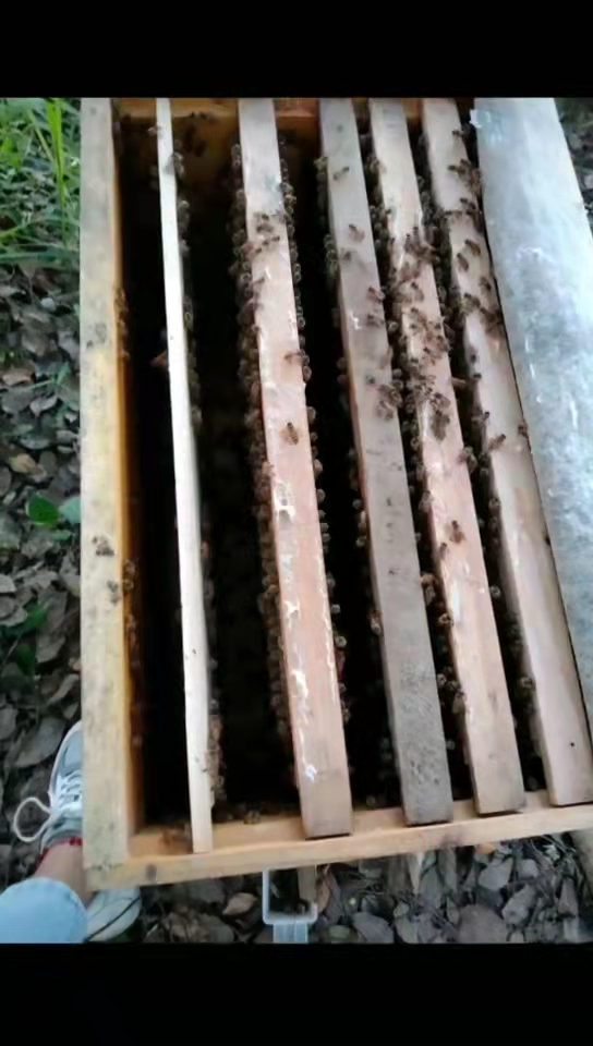 新手养蜂无蜂王怎么办,新手养蜂不被蜇