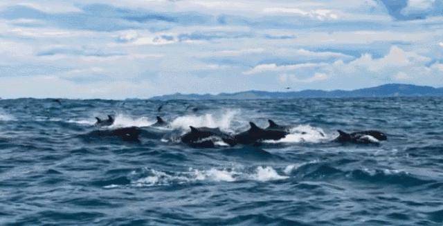 海豚繁殖能力如何,海豚怎样进行繁衍