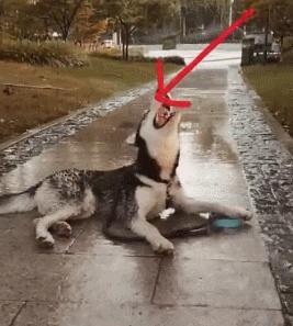 狗狗交配时，为何会发出“惨叫”呢？