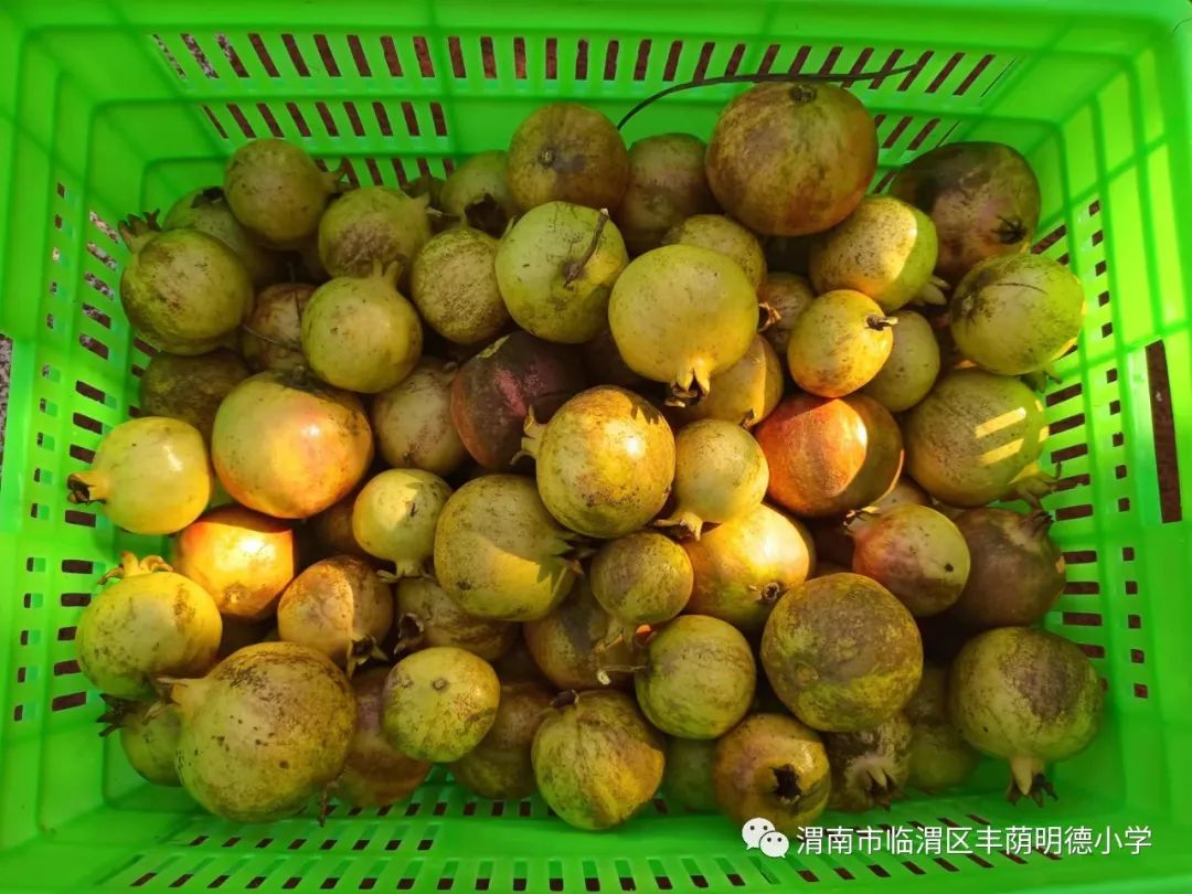 丰荫•少队︱秋来石榴红