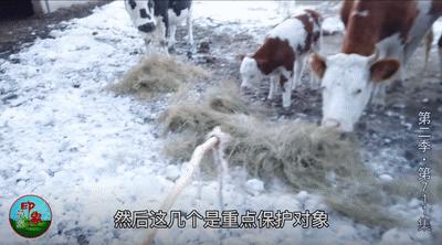 毕业返乡后,这个内蒙姑娘把草原生活拍成了一部千集连续剧