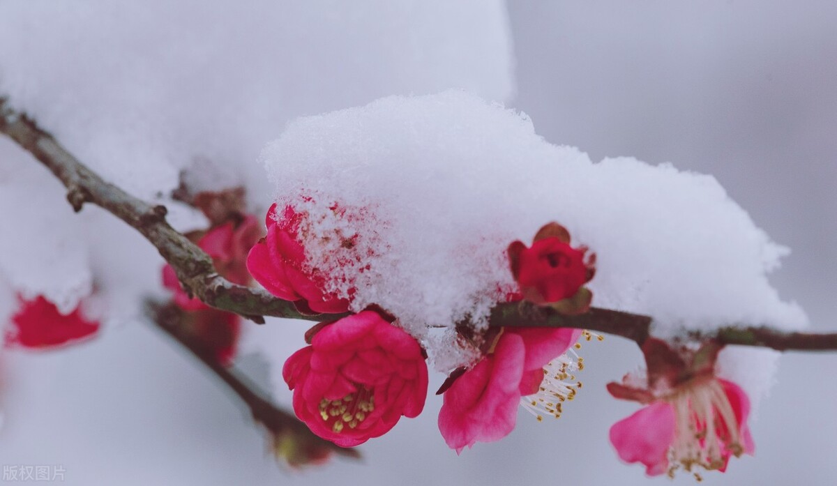 写梅花的三首古诗词,唐诗梅花最霸气的十首诗