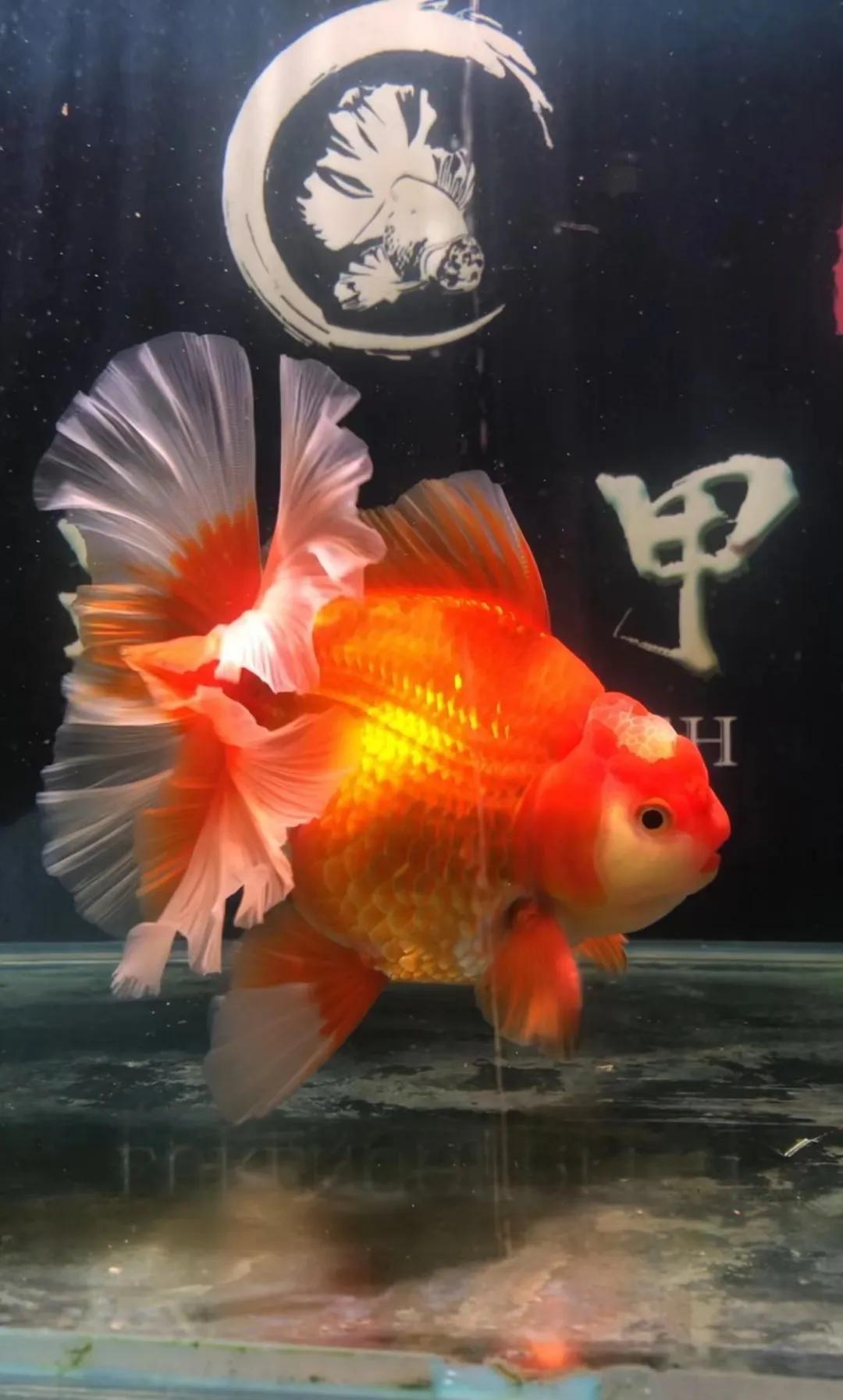 新手养金鱼适合什么鱼缸,养金鱼的鱼缸怎么样选择