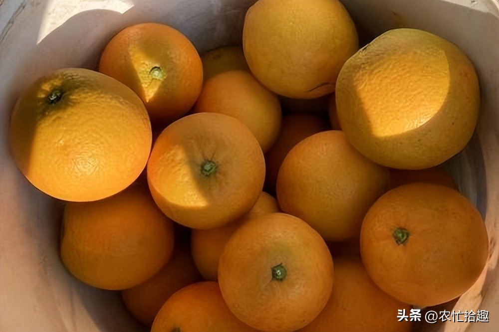 刚遇2.5元一斤热卖，却遭逢降雨，大量果子裂开，果农收入打水漂