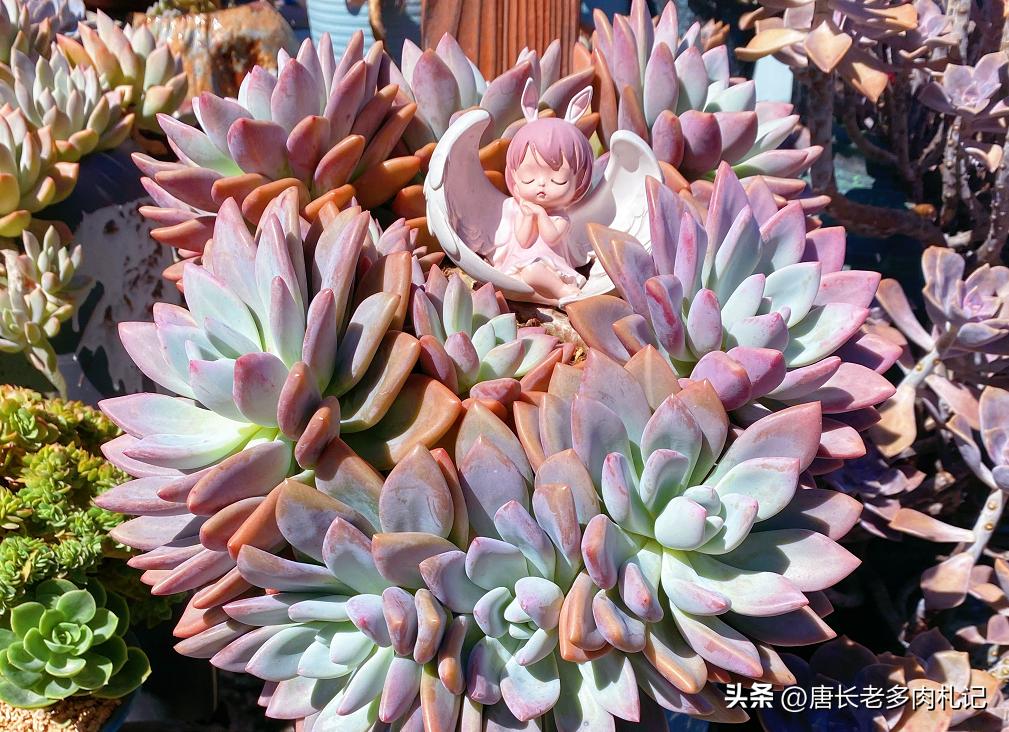 多肉长时间不发根怎么办,多肉为什么老是不服盆