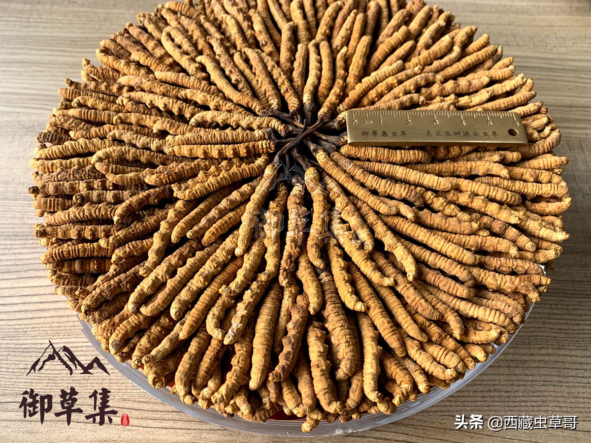 冬虫夏草如何挑选和鉴别,御草集冬虫夏草价格