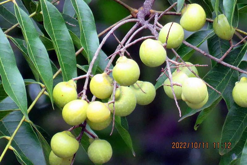 花溪小公园,美丽的花溪公园