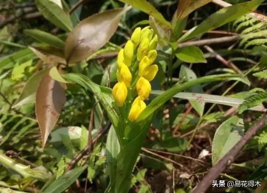 十大野生名贵兰花虎头兰,名贵兰花常见品种介绍图片