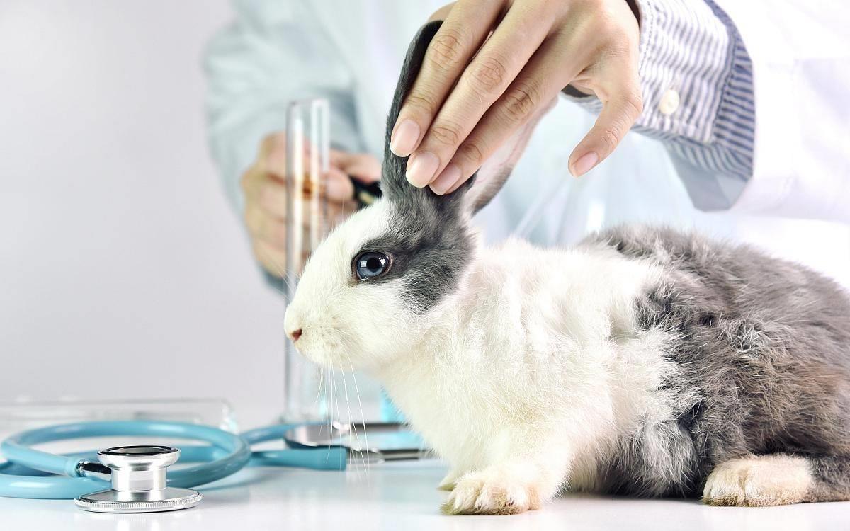 被兔子传染癣了怎么办,兔子长癣怎么治好得快