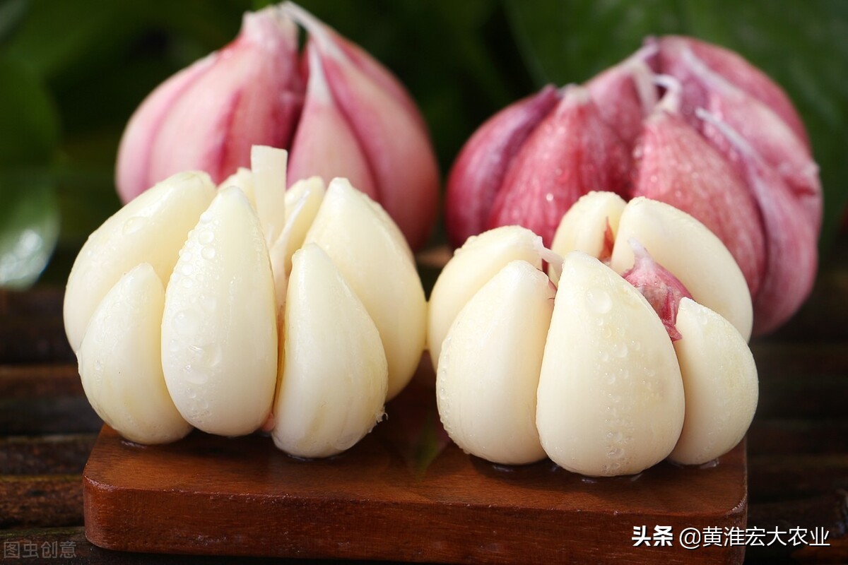 大蒜价格下行预期,2022年大蒜价格为什么下滑