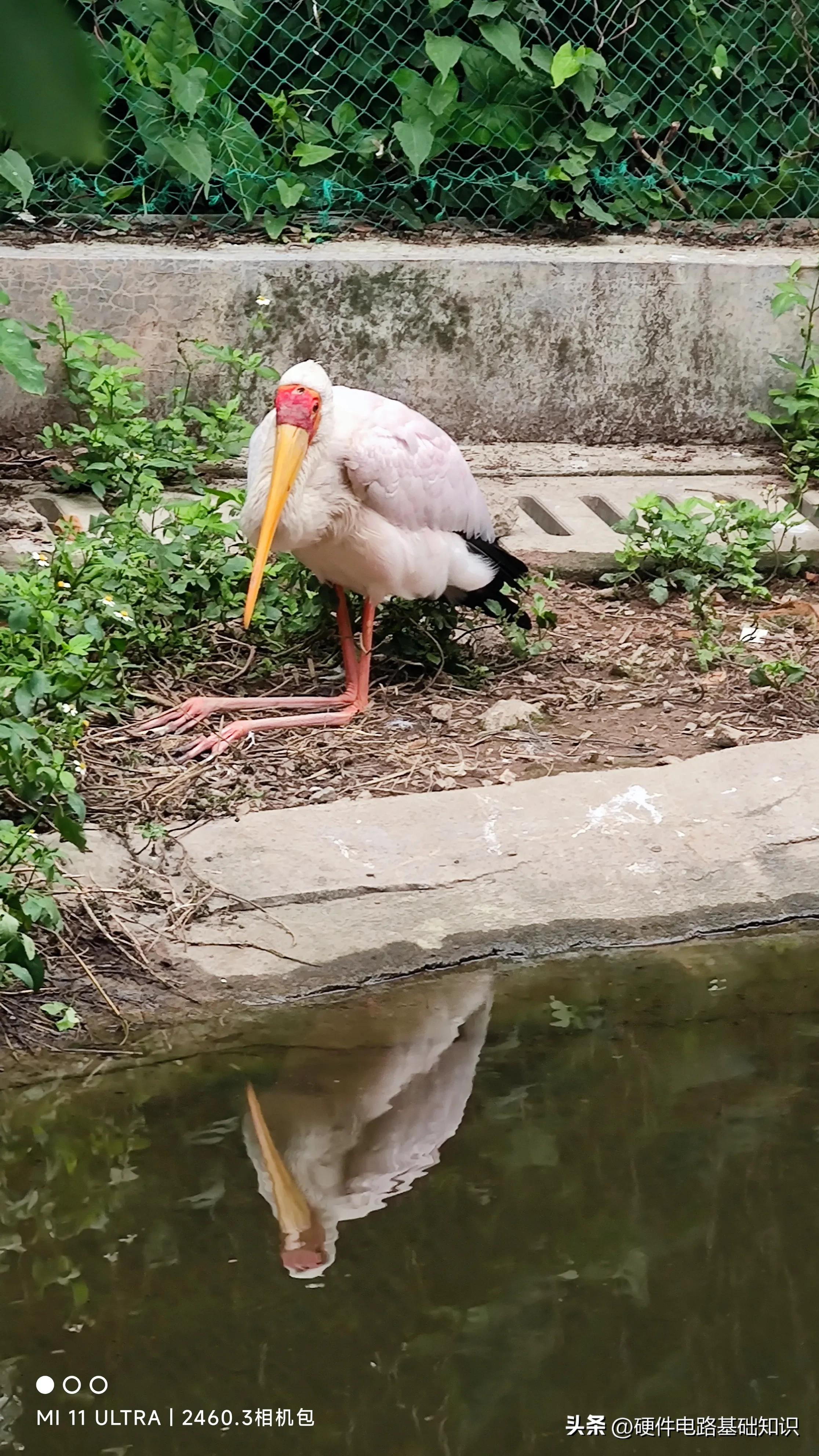 五一广州动物园人挤人的一天,广州动物园有序开放