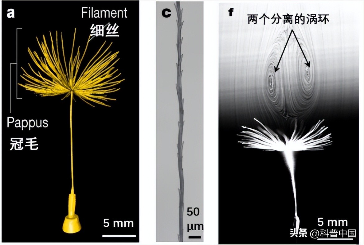 来看它们春风吹又“生”，“生”孩子的“生”！