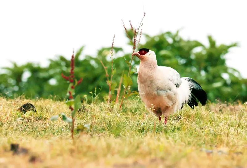 车模怒怼蹲下拍照摄影师,东莞车模怒怼摄影师完整版