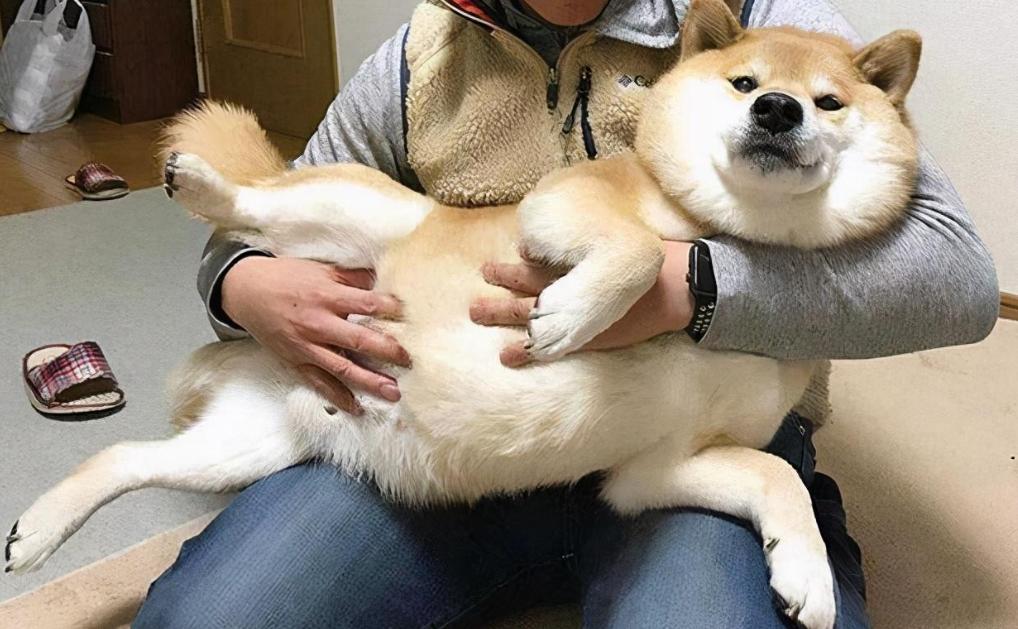 狗狗的十个小秘密,关于狗狗的一些小秘密