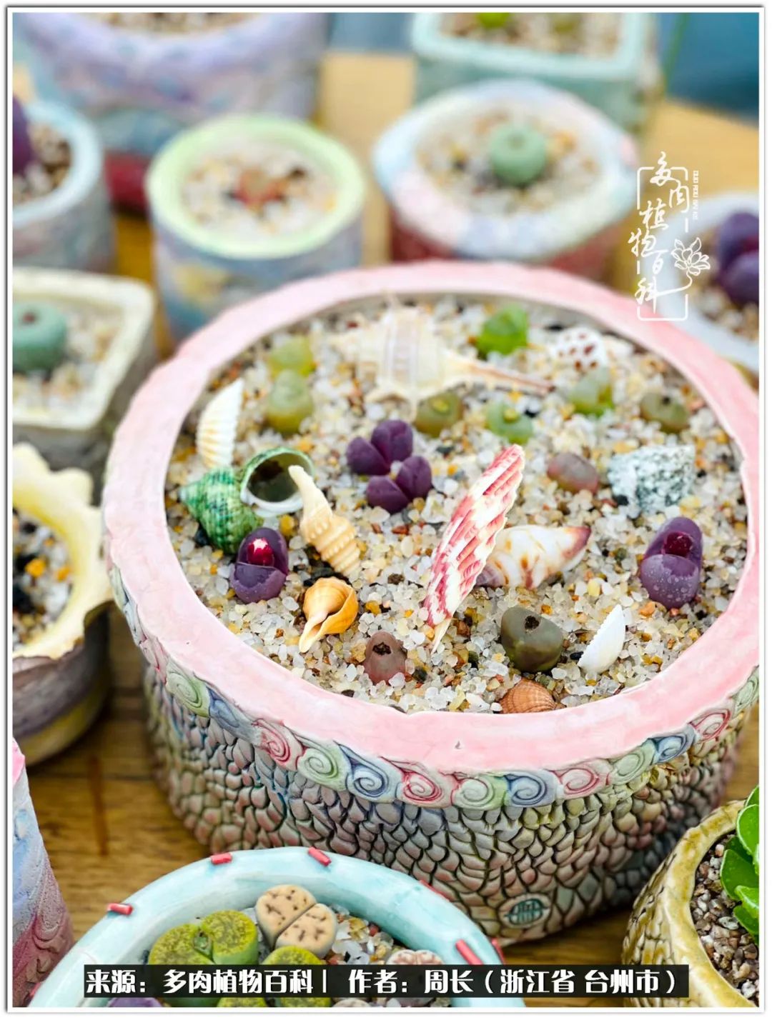 多肉拼盘新手入门,多肉拼盘说说