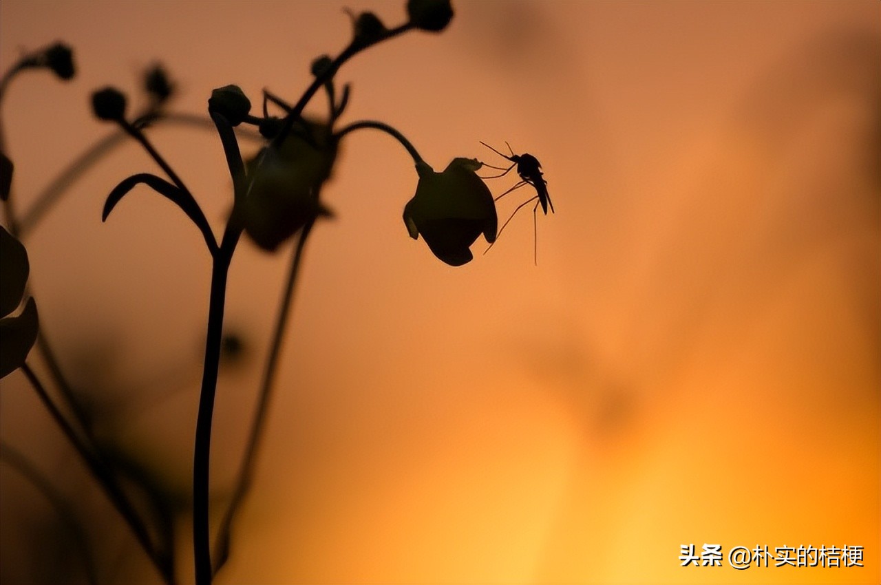 庭院种什么能驱蚊蝇虫,什么植物驱蚊子苍蝇效果最佳