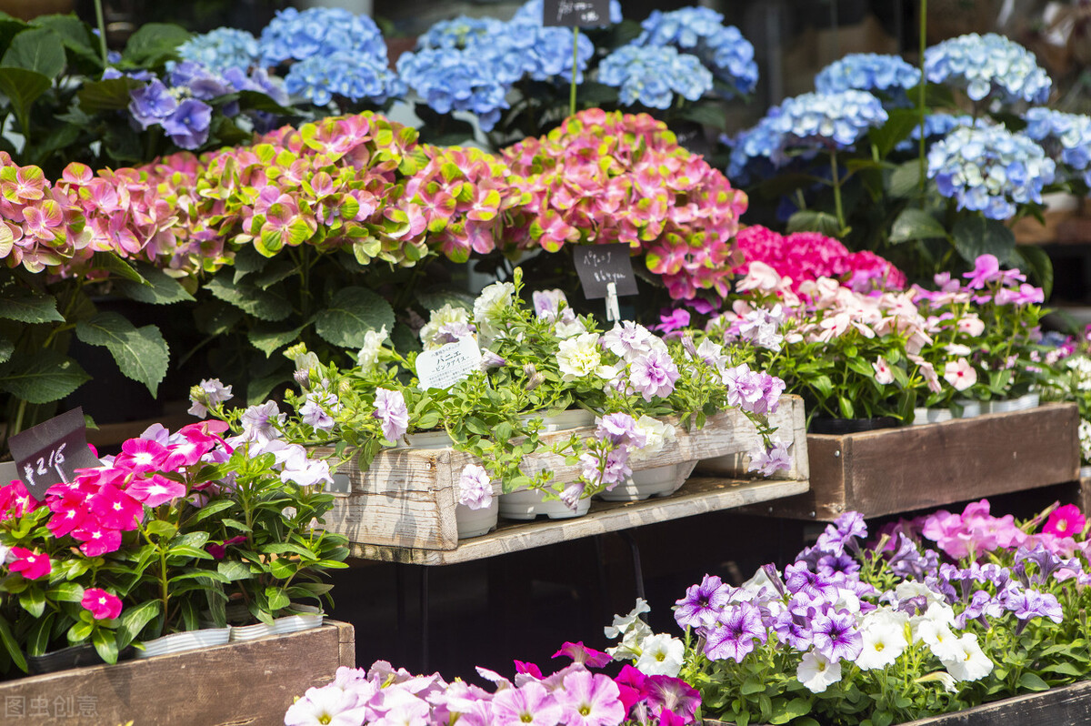 盆栽大型植物2000块钱,200块左右盆栽