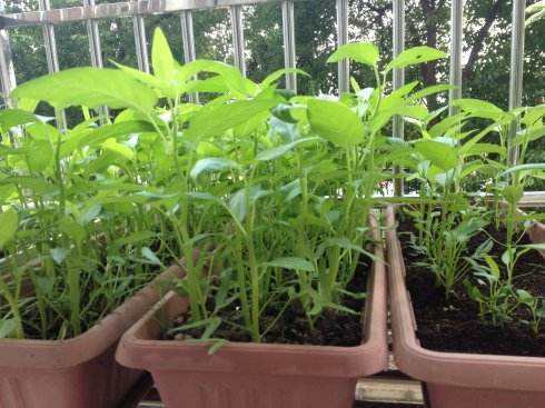 一年四季都能种绿叶菜有哪些,四五月份最适合种的绿叶菜有哪些