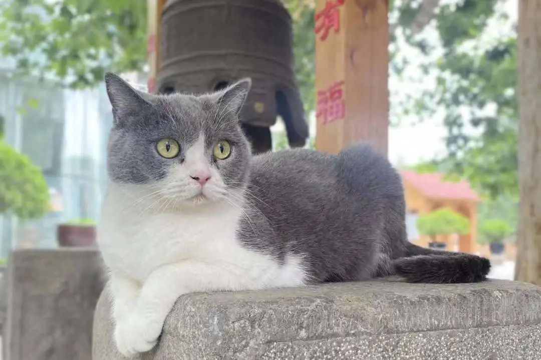 社恐小猫咪的安全感,社恐小猫咪为什么突然想出门了