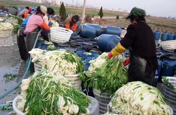 脑梗为什么不能吃海带,脑梗病人吃海带到底好不好