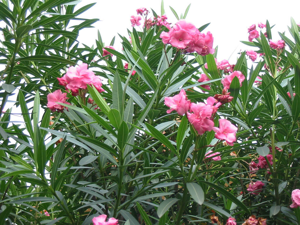 世界上最毒的植物毒番石榴,毒番石榴树能生存多久