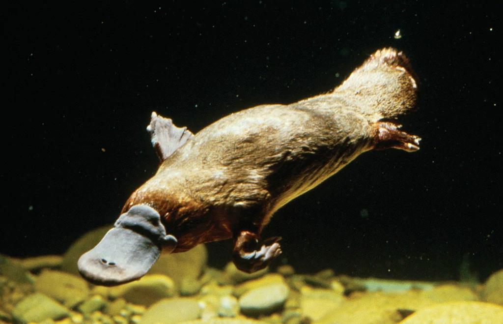 北京奥运会五个吉祥物代表的动物,北京奥运吉祥物代表动物