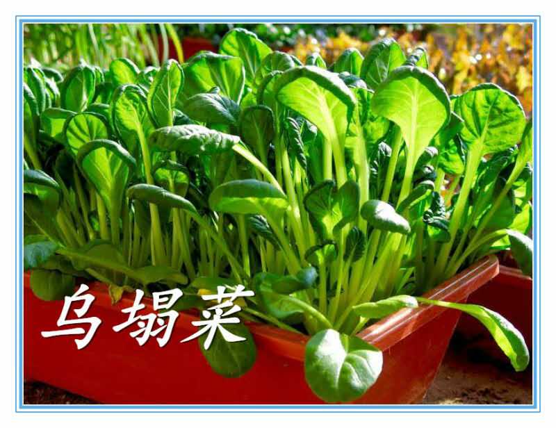 阳台种菜可以多茬采收,在阳台种菜最快采收的五种蔬菜