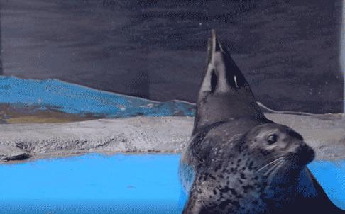 滨州海底世界5.1演出时间表,滨州海底世界39.9团购票