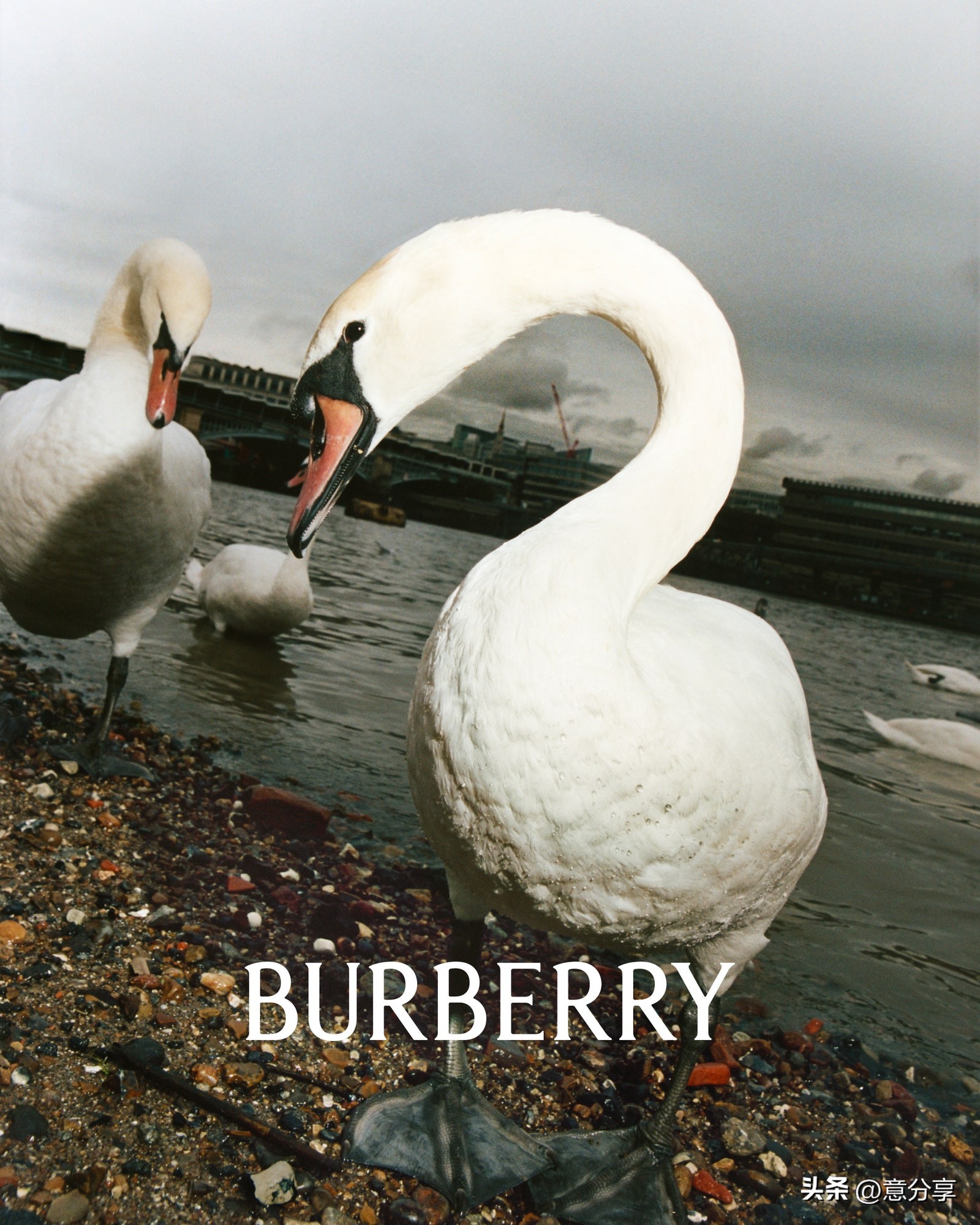 burberry2019广告,burberry高清广告